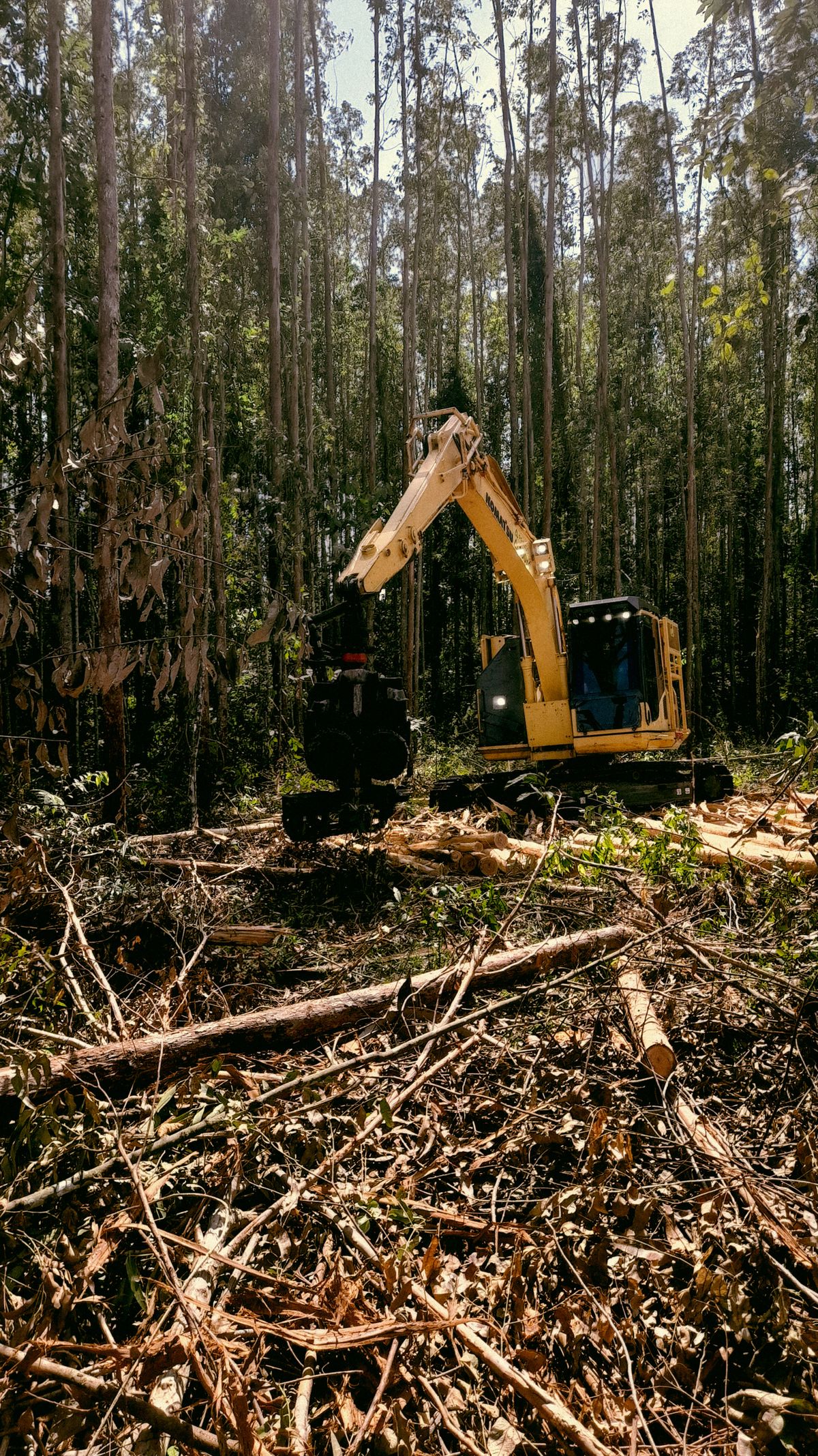 Brush and debris removal