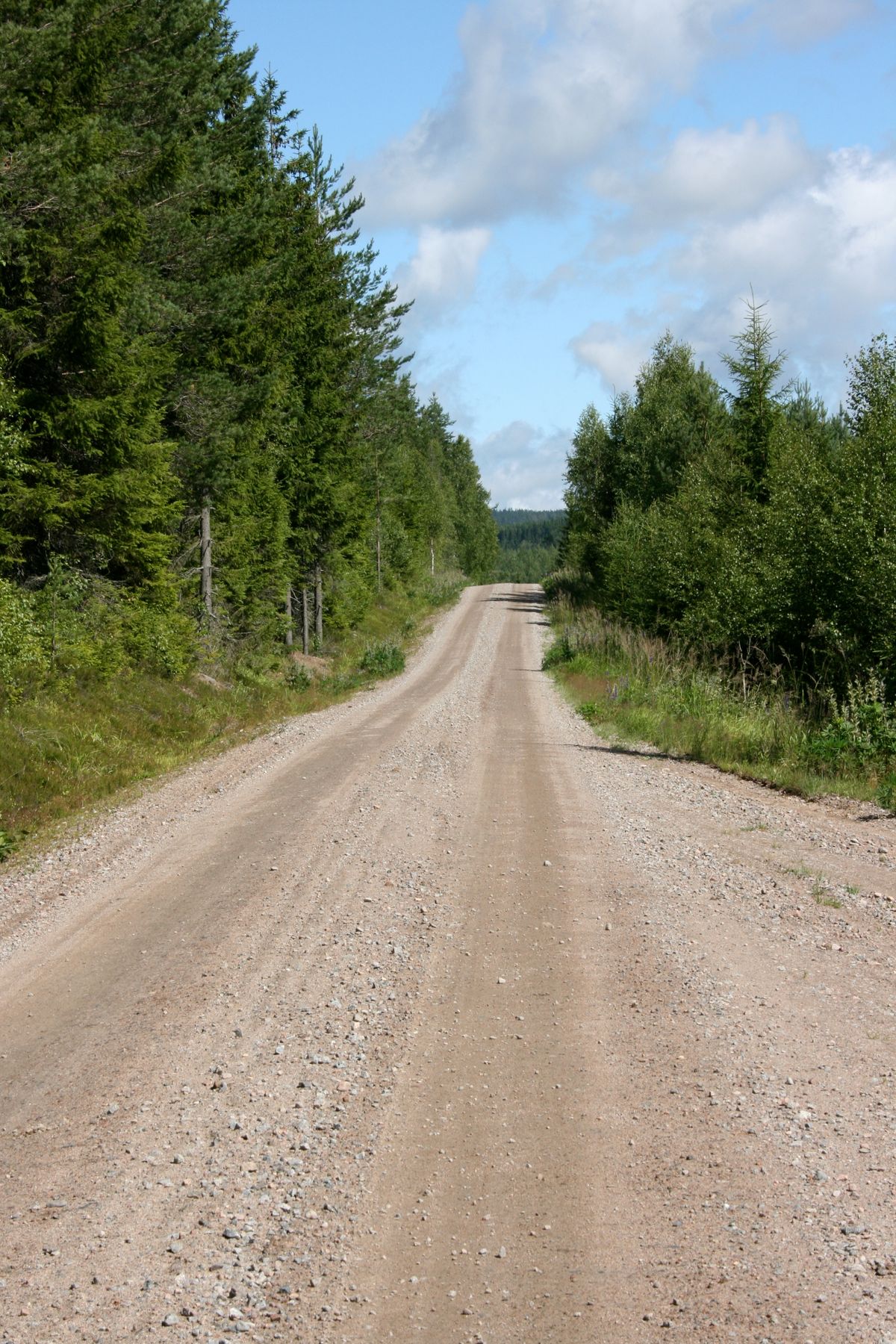 Graded access road cutting through South Georgia pine country