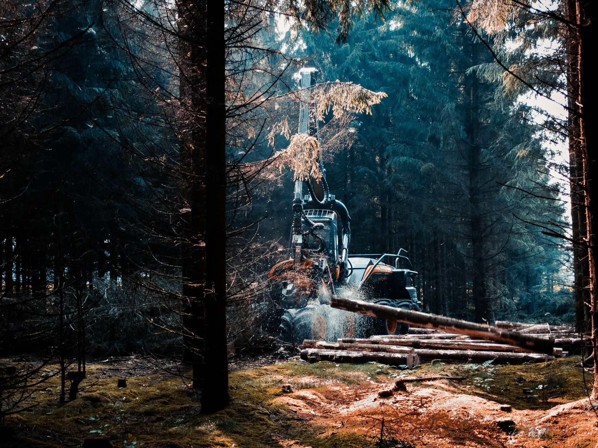 Forestry equipment working a stand of South Georgia pines at golden hour